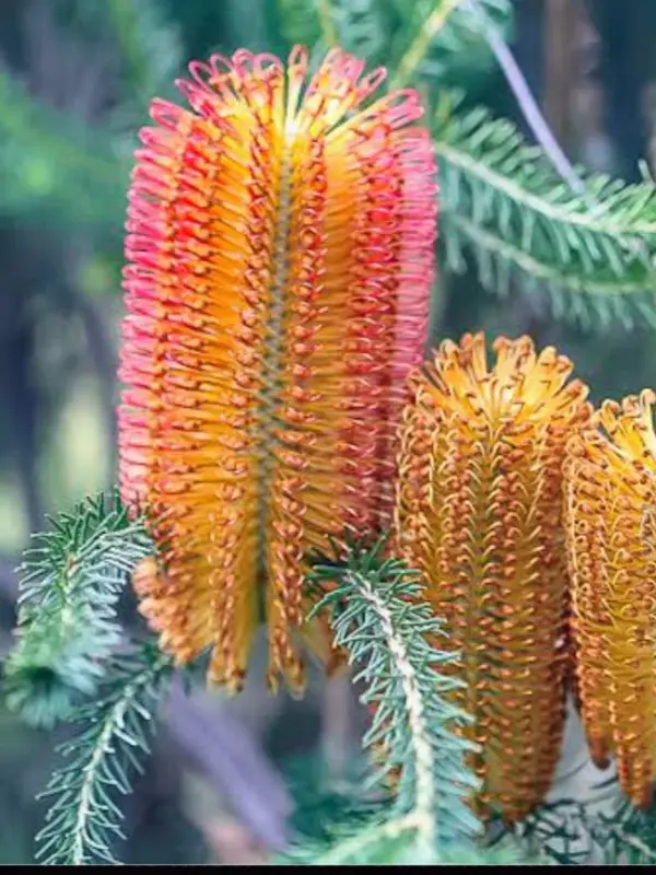 australian native banksia