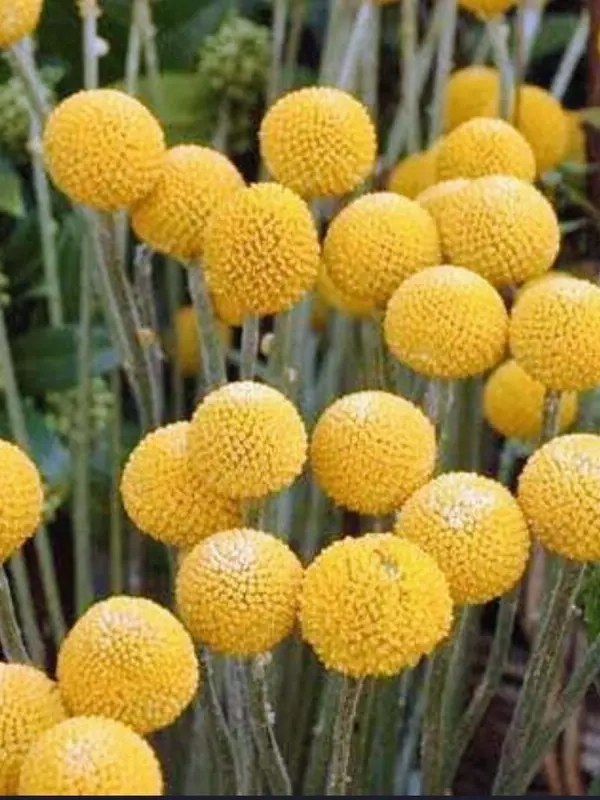 billy buttons