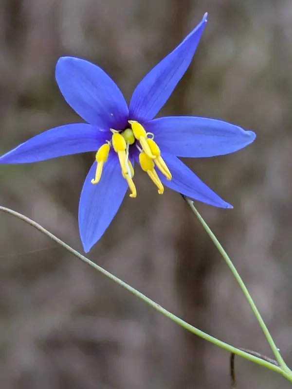 blue grass lily